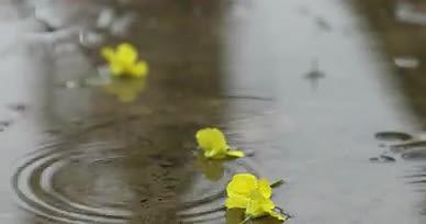 春雨时节下雨安静空境视频的预览图